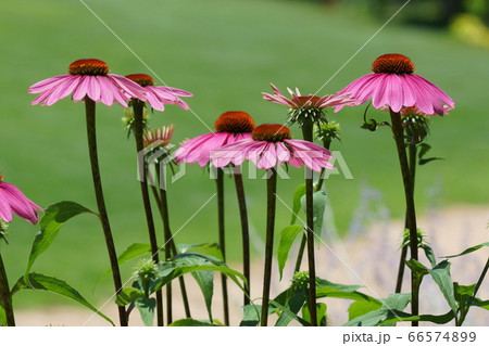 6月　調布193ｴｷﾅｾｱ(ﾑﾗｻｷﾊﾞﾚﾝｷﾞｸ)･ｷｸ科･京王ｱﾝｼﾞｪ 66574899