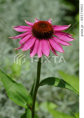 6月　調布189ｴｷﾅｾｱ(ﾑﾗｻｷﾊﾞﾚﾝｷﾞｸ)･ｷｸ科･京王ｱﾝｼﾞｪ 66574903