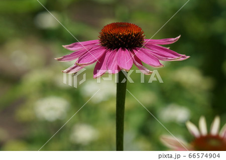 6月　調布188ｴｷﾅｾｱ(ﾑﾗｻｷﾊﾞﾚﾝｷﾞｸ)･ｷｸ科･京王ｱﾝｼﾞｪ 66574904