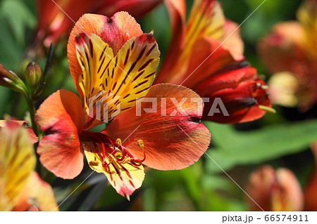 6月　調布185ｱﾙｽﾄﾛﾒﾘｱ･ﾕﾘｽﾞｲｾﾝ科･京王ｱﾝｼﾞｪ 66574911