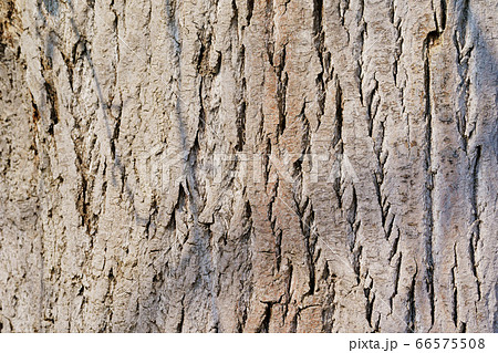 ドロノキの樹皮 テクスチャ の写真素材