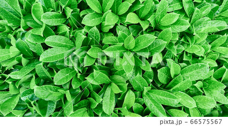 A large group of green colorful leaves A large group of green colorful leaves 66575567