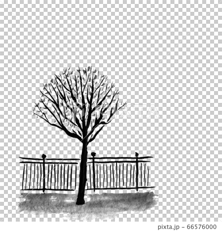 街樹和柵欄(墨水的手繪插圖) 街樹和柵欄(墨水的手繪插圖) 66576000