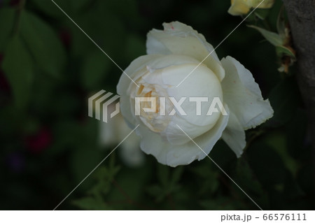 バラ 66576111