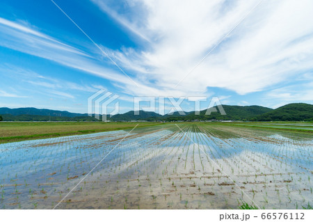 田植え直後の広大な水田の風景イメージ 66576112