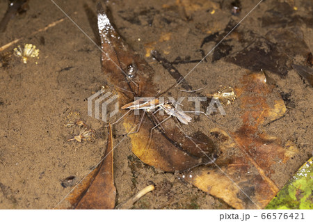 コセアカアメンボ 66576421