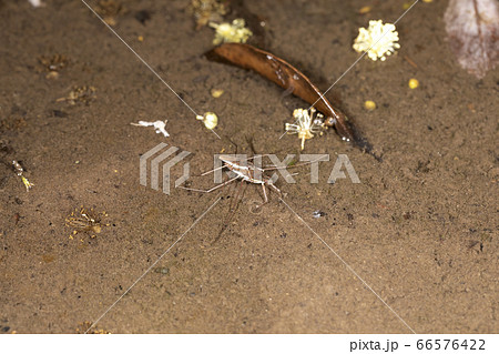 コセアカアメンボ 66576422