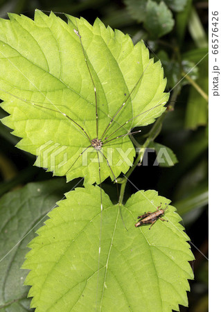 ザトウムシ ザトウムシ 66576426