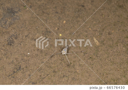 シマアメンボ 66576430