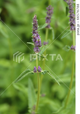 Purple betony 66576788