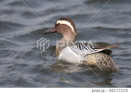 A male garganey (Spatula querquedula) A male garganey (Spatula querquedula) 66577229