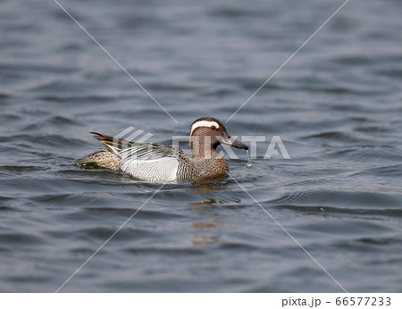 A male  garganey (Spatula querquedula) 66577233