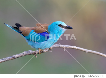 Rare shots of a European roller Rare shots of a European roller 66577252