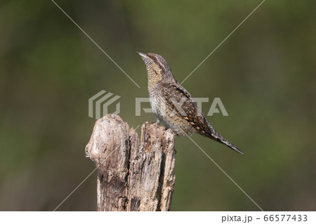 Extraordinary portraits of northern wryneck (Jynx Extraordinary portraits of northern wryneck (Jynx 66577433
