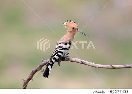 Surprised hoopoe Surprised hoopoe 66577453
