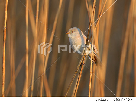 Single portrait of bearded reedling (Panurus 66577457