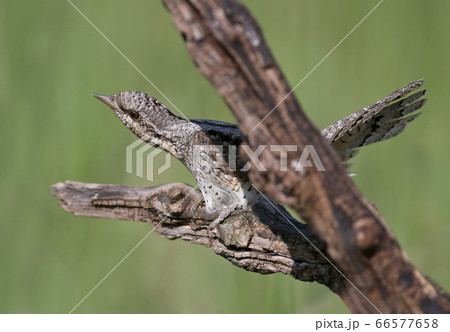 Amazing pairs of northern wryneck (Jynx torquilla) 66577658