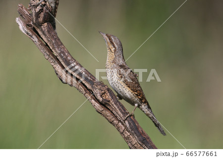 Extraordinary portraits of northern wryneck (Jynx Extraordinary portraits of northern wryneck (Jynx 66577661