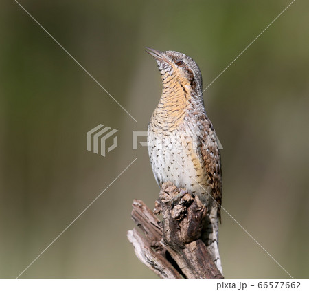 Extraordinary portraits of northern wryneck (Jynx Extraordinary portraits of northern wryneck (Jynx 66577662