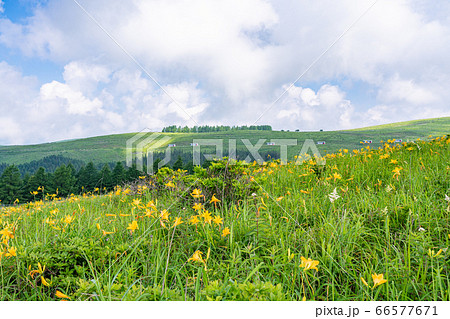 （長野県）ニッコウキスゲ咲く、夏の霧ヶ峰 66577671