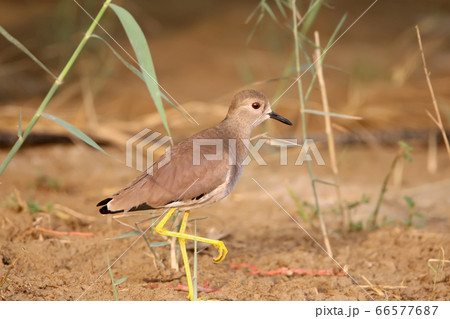 white-tailed lapwing or white-tailed plover 66577687
