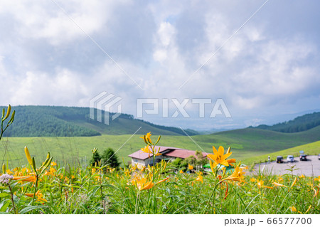 （長野県）ニッコウキスゲ咲く、夏の霧ヶ峰 66577700