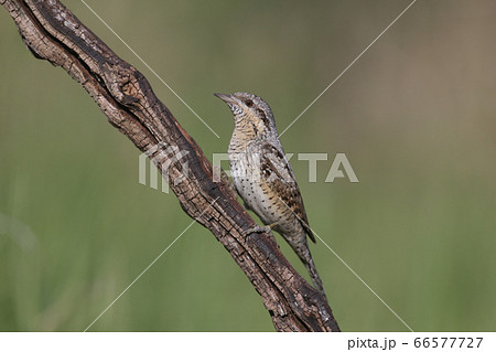 Extraordinary portraits of northern wryneck (Jynx Extraordinary portraits of northern wryneck (Jynx 66577727