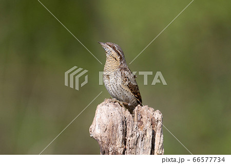 Extraordinary portraits of northern wryneck (Jynx Extraordinary portraits of northern wryneck (Jynx 66577734