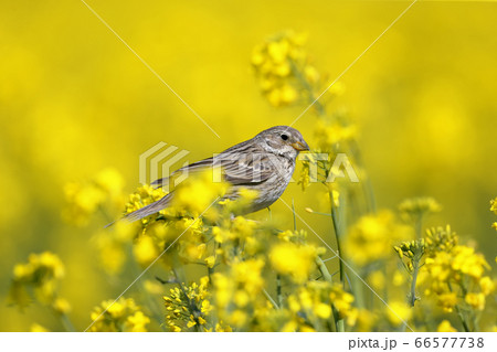 Birds on rapeseed. corn bunting (Emberiza Birds on rapeseed. corn bunting (Emberiza 66577738