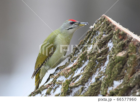 Grey woodpecker on the log with snow 66577960