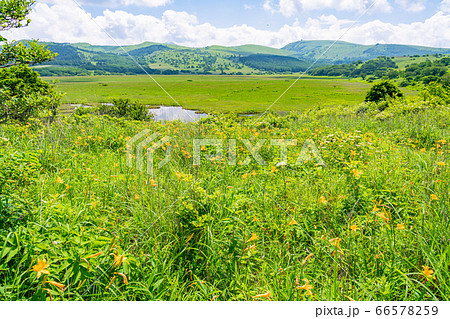 （長野県）夏の八島ヶ原湿原 66578259