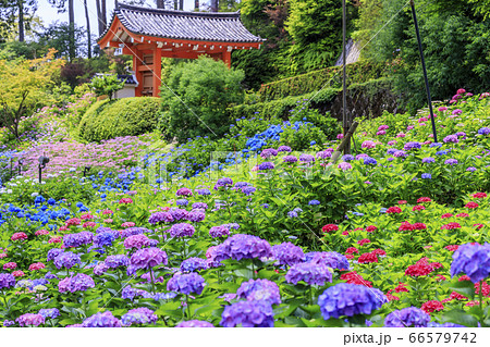 あじさい満開の三室戸寺 66579742