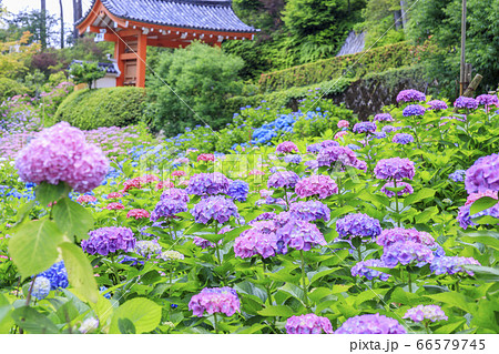 あじさい満開の三室戸寺 66579745