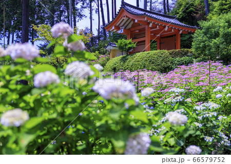 あじさい満開の三室戸寺 あじさい満開の三室戸寺 66579752