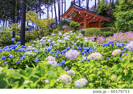 あじさい満開の三室戸寺 66579753