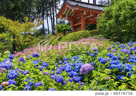 あじさい満開の三室戸寺 66579758