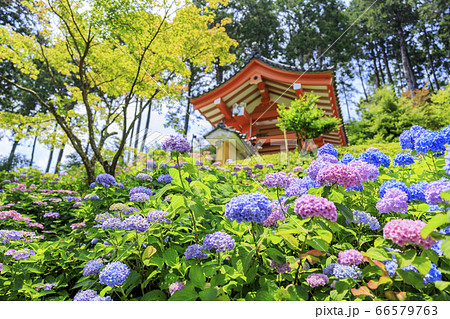 あじさい満開の三室戸寺 あじさい満開の三室戸寺 66579763
