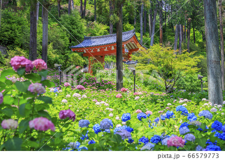 あじさい満開の三室戸寺 66579773