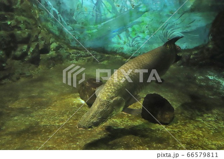 賢島 志摩マリンランド 賢島 志摩マリンランド 66579811