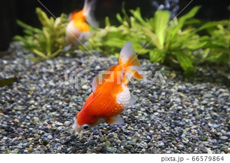 志摩マリンランドの金魚 志摩マリンランドの金魚 66579864