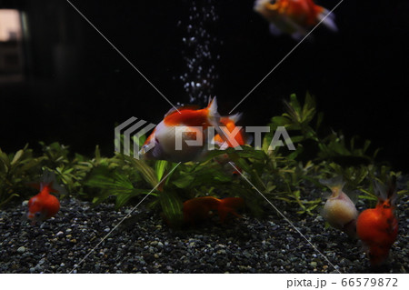 志摩マリンランドの金魚の写真素材