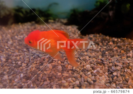 志摩マリンランドの金魚の写真素材