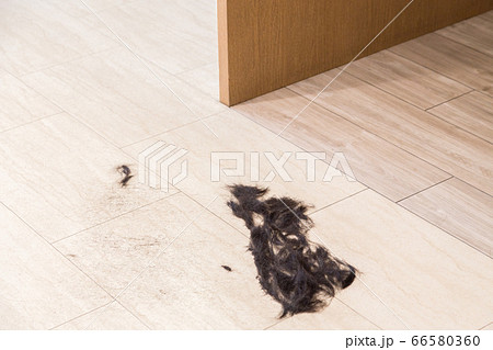 美容院の床にある髪の毛の写真素材