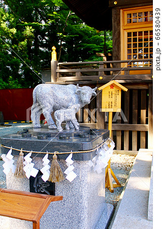 【宮城】夏の仙台 榴岡天満宮・本殿前の撫で牛(優の丑) 【宮城】夏の仙台 榴岡天満宮・本殿前の撫で牛(優の丑) 66580439