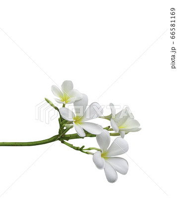 bouquet white plumeria bouquet white plumeria 66581169