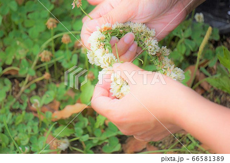 花の冠シロツメグサの写真素材