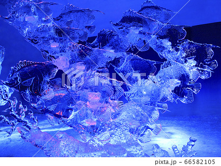 Fish Ice sculptures illuminated at night in Confederation Park, Winterlude, Ottawa, Canada Fish Ice sculptures illuminated at night in Confederation Park, Winterlude, Ottawa, Canada 66582105