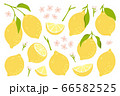 Set of whole, cut in half, sliced on pieces fresh lemons . Citrus fruit collection with lemon peel, flowers and leaves in hand drawn style. Vector illustration isolated on white background. 66582525