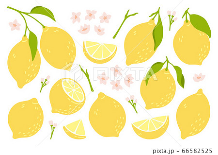Set of whole, cut in half, sliced on pieces fresh lemons . Citrus fruit collection with lemon peel, flowers and leaves in hand drawn style. Vector illustration isolated on white background. 66582525