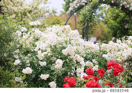 初夏のバラ園 66583546
